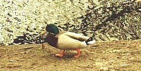940322_ente.jpg